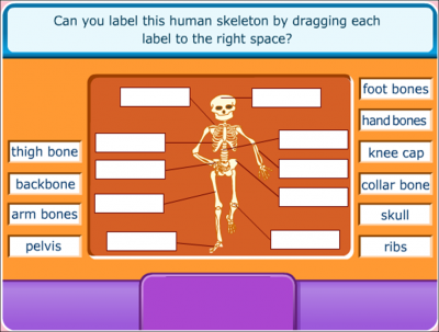 THE SKELETON