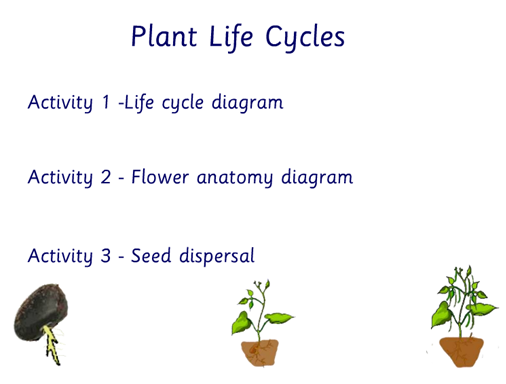 LIFE CYCLE OF A PLANT