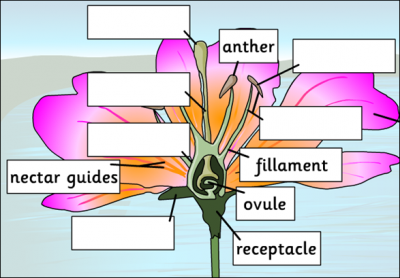 PARTS OF A FLOWER AND GERMINATION